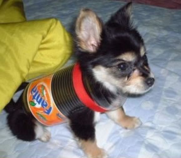 mini chien.jpg